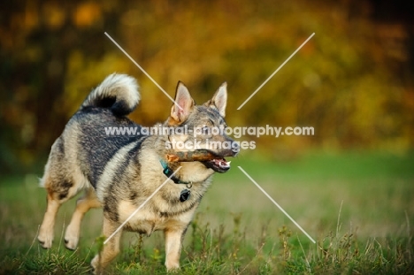 Swedish Vallhund running with stick