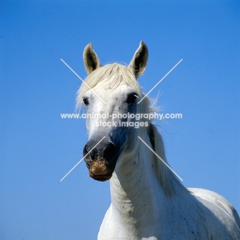 Camargue mare, head shot   