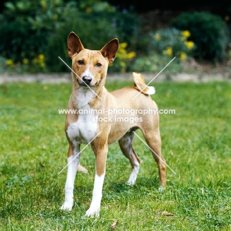 ch sir oracle of horsley, champion basenji