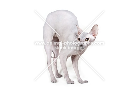 Peterbald cat, arched back