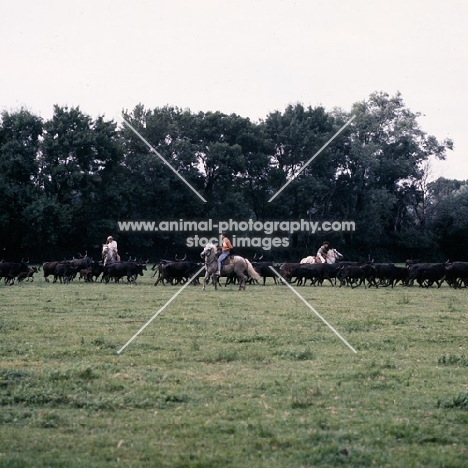 Camargue ponies and gardiens  rounding up bulls for games in bullring