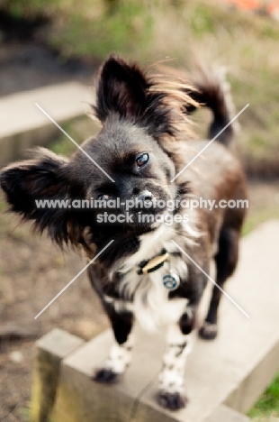 long-haired Chihuahua looking at camera