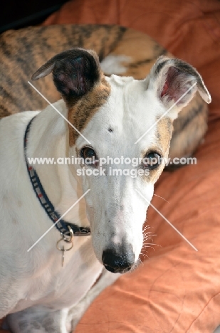 greyhound, ex racer, all photographer's profit from this image go to greyhound charities and rescue organisations