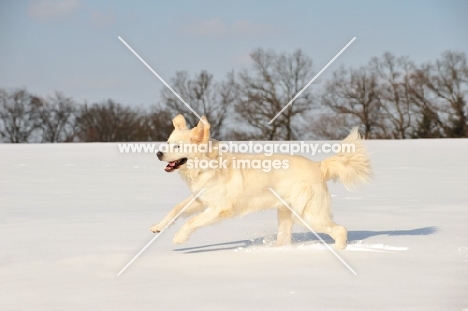 Polish Tatra herd dog in winter