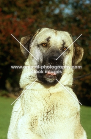 Kangal, portrait