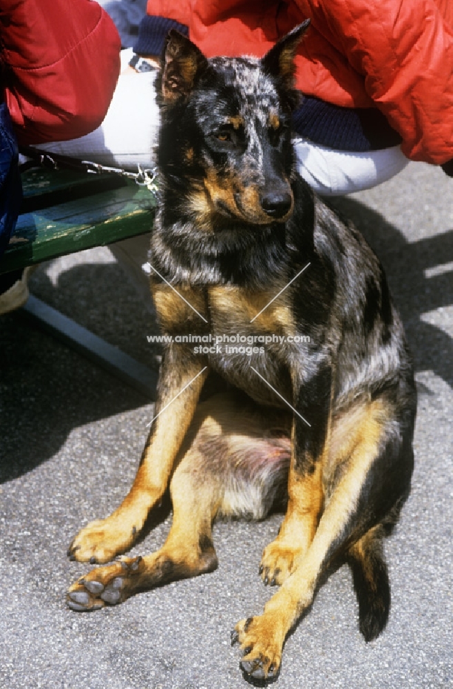 beauceron, harlequin colour, showing double dew claw which is very important for this breed