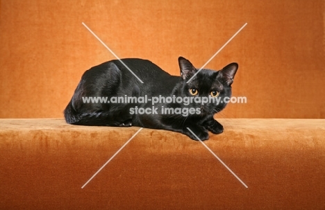 Bombay cat