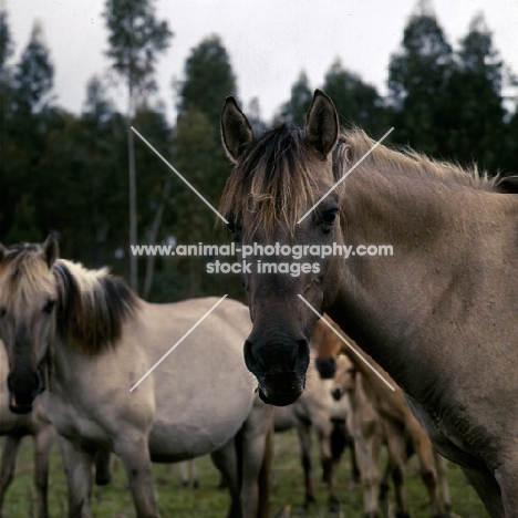 sorraia pony mare in portugal