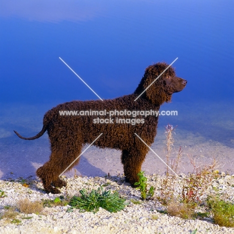 champion irish water spaniel standing by waters edge