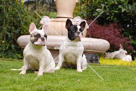 french bulldog in a garden