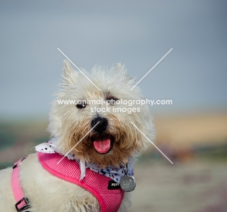 West Highland White Terrier in pink harness