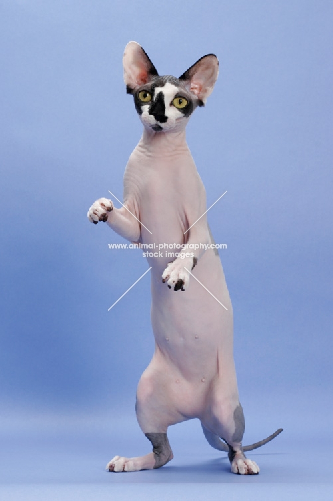 black and white Sphynx cat, front legs up