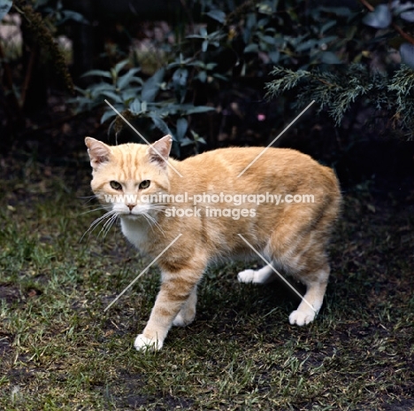 int ch red robber knight, manx cat in a garden