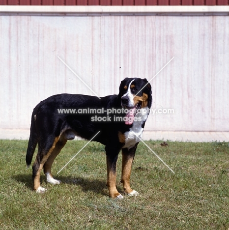 grosser schweizer sennenhund, casar v.d.herrenmatt, standing on grass