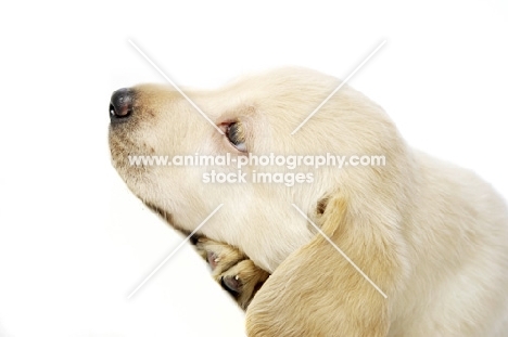 Golden Labrador Puppy isolated on a white background