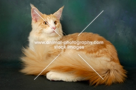 red and silver maine coon cat lying