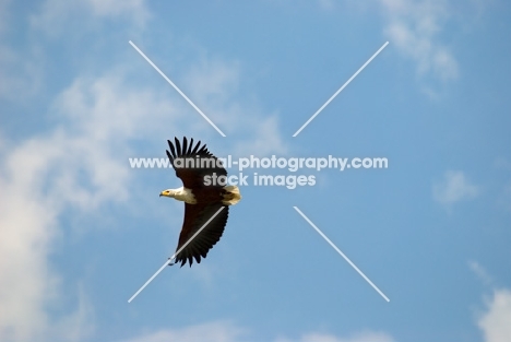 fish eagle flying high in the sky