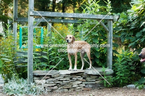 Rhodesian ridgeback in frame