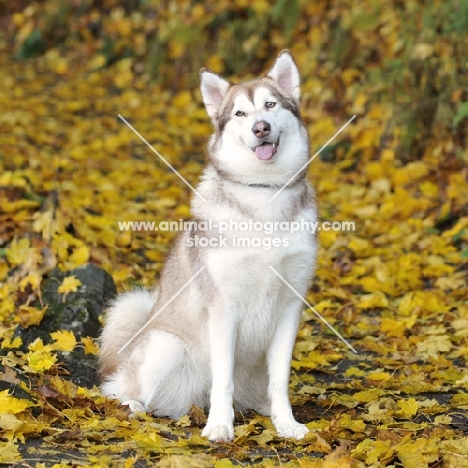 alaskan malamute sat in autumn yellow leaves, smiling