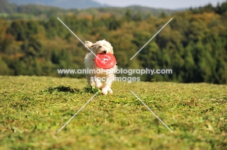 Labradoodle retrieving frisbee