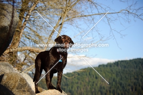 Chocolate Lab standing on rock with trees and sky in background.