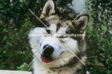 int bel ch akela’s song runforfun, alaskan malamute,  portrait