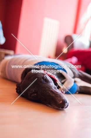 Greyhound at home