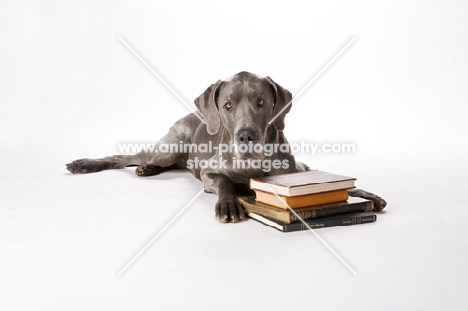 great Dane with books