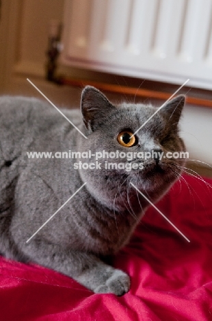 blue British Shorthair cat at home