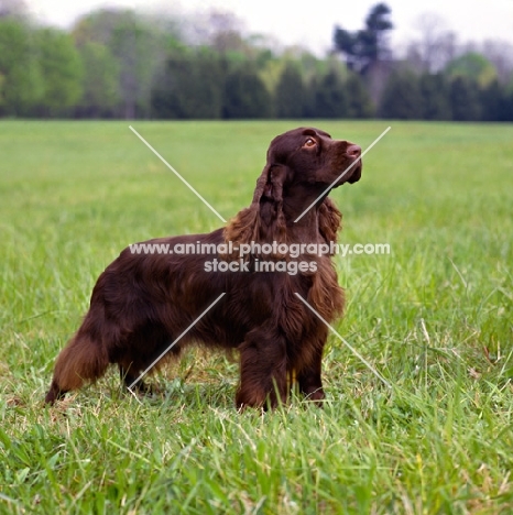 am ch pin oak’s yankee doodle dandy, field spaniel in usa style coat