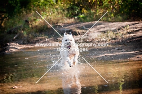 Soft Coated Wheaten Terrier running in water