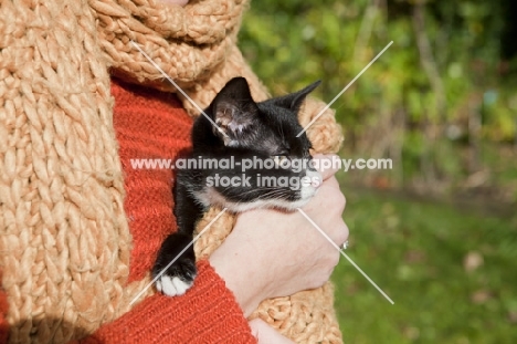 black and white kitten held by owner and wrapped in orange tan coloured scarf