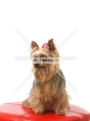 Yorkshire Terrier in studio, on red stool
