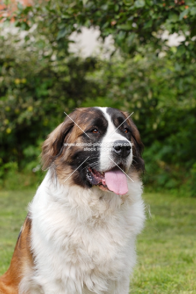 Champion Moscow Guard dog portrait