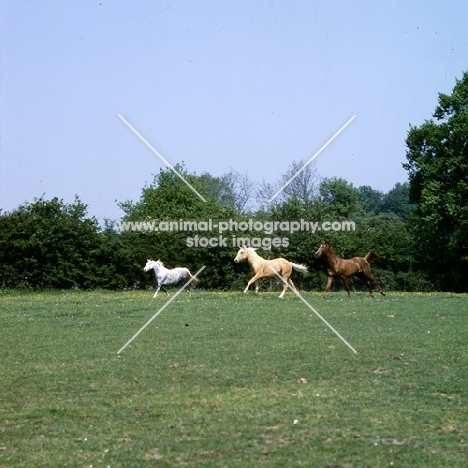 yearlings, palomino and chestnut horse with grey pony (unknown breeds) cantering in field with space around