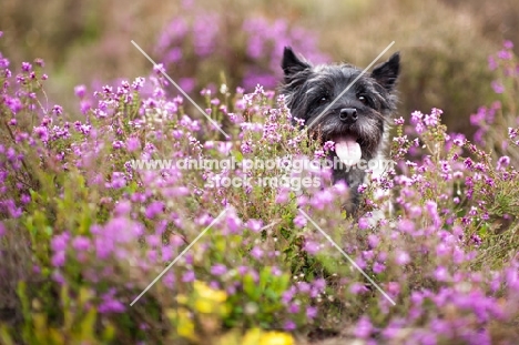 Cain Terrier playing in heather
