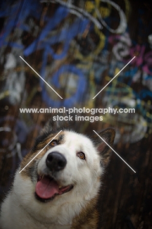 portrait of a karelian bear dog sitting in front of a graffiti wall