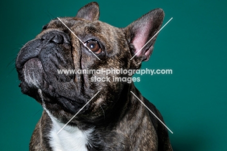 cute French Bulldog sitting in green studio