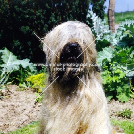 champion briard, front view