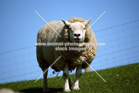 Texel ram, looking at camera