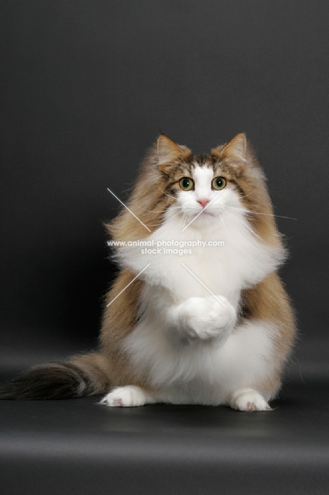 fluffy Norwegian Forest cat, Brown Mackerel Tabby & White, begging