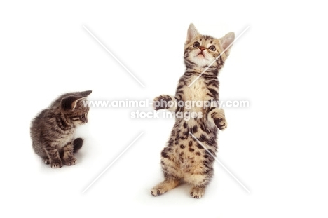 two tabby kittens, one on hind legs