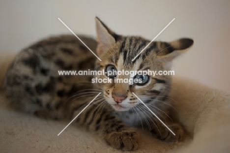asian leopard cat laying down and looking up