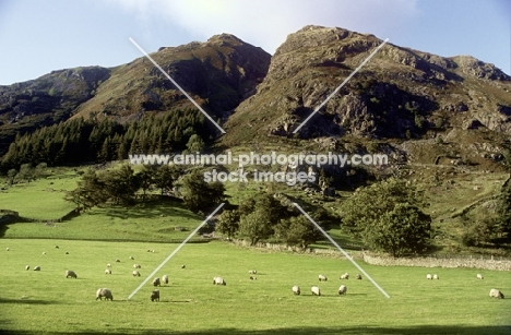 flock of sheep in the lake district