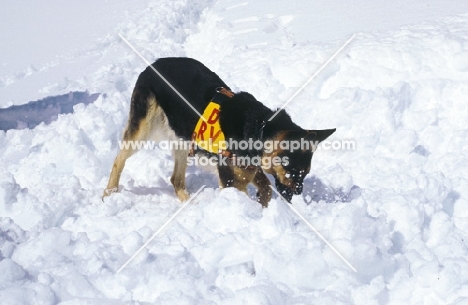Rescue Dog, German Shepherd digging in snow