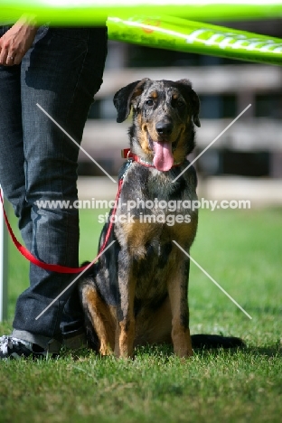 portrait of a harlequin Beauceron puppy at five months of age