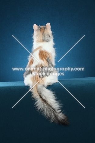 Turkish Van back view