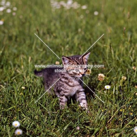 brown tabby shorthair kitten 