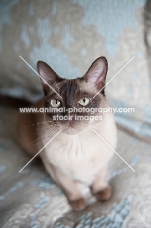 tonkinese cat sitting on blue bed