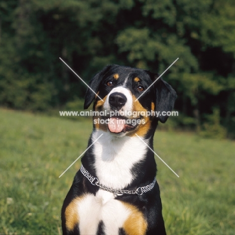 Entlebucher Sennenhund portrait